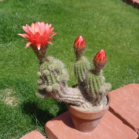 Villa-angelina Langenzersdorf