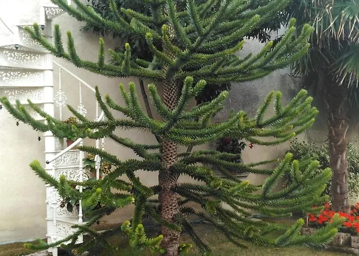 Villa-angelina Bed & Breakfast 3*